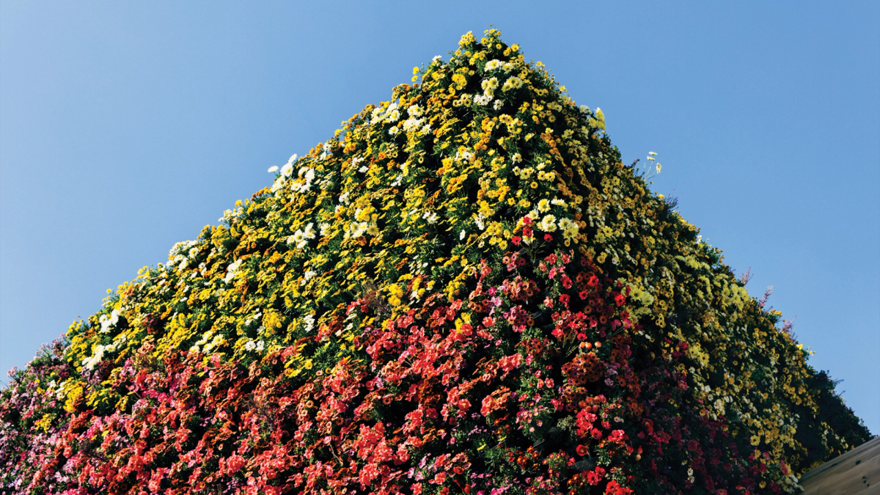 Rare Blooms