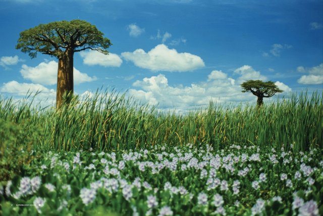 tree