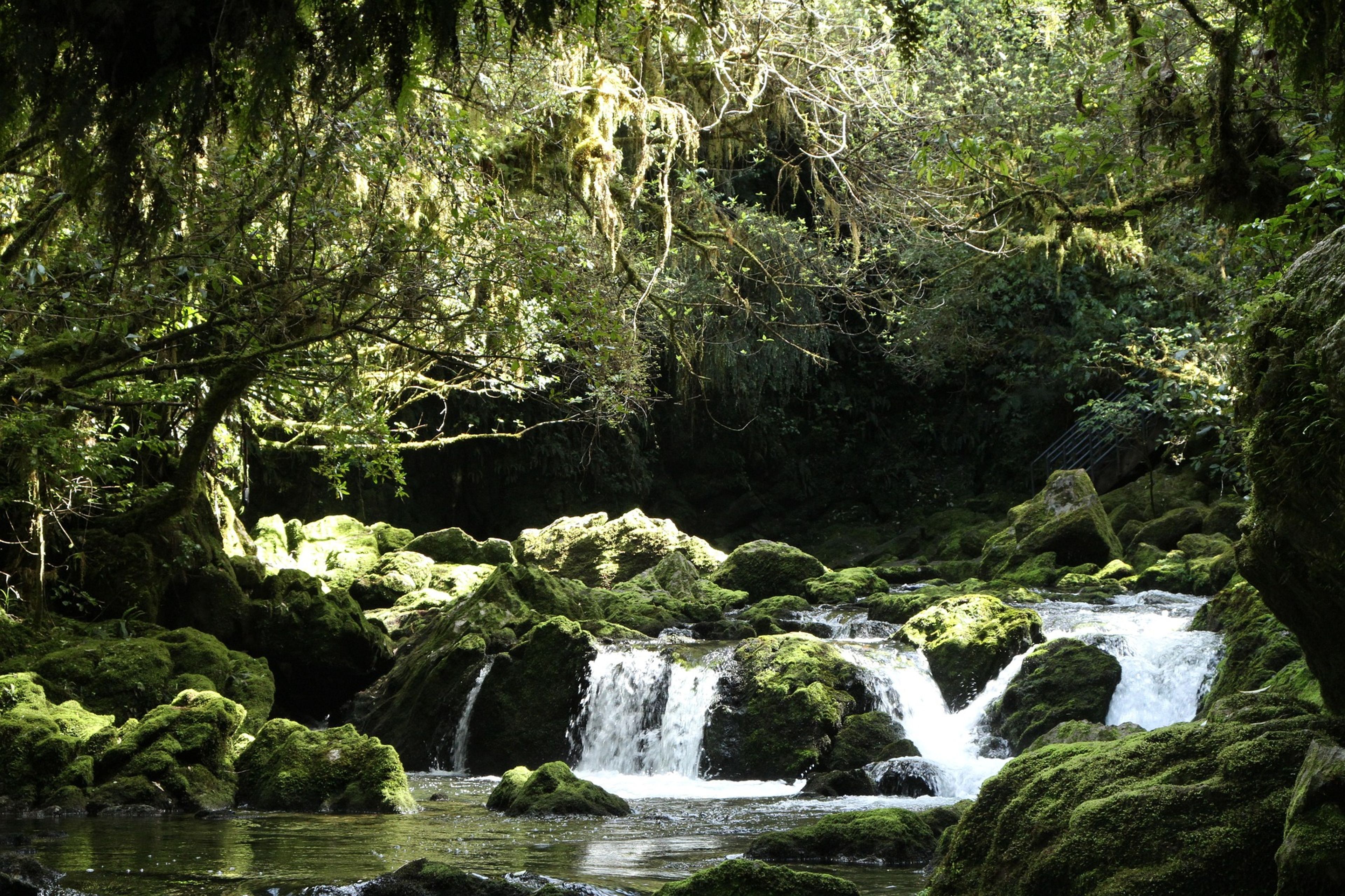 New Zealand stream 