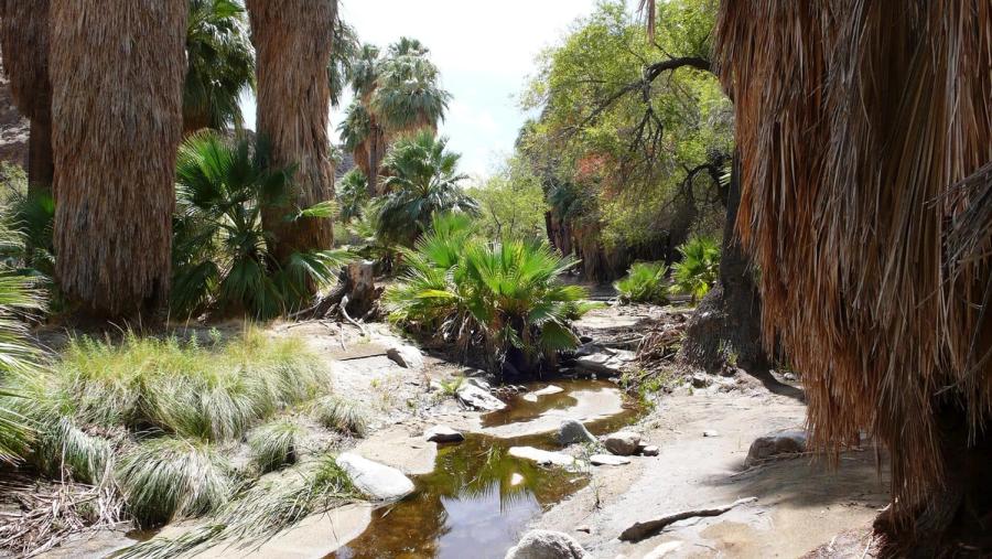 Palm oasis stream in the Indian Canyons near Palm Springs