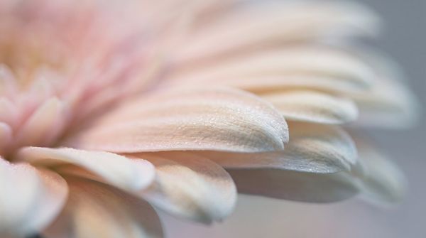 Macro detail of a pale gerbera petal edge