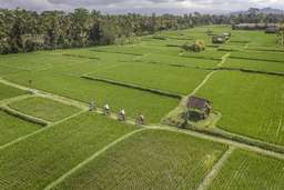 Four Seasons Resort Bali at Sayan Image 5