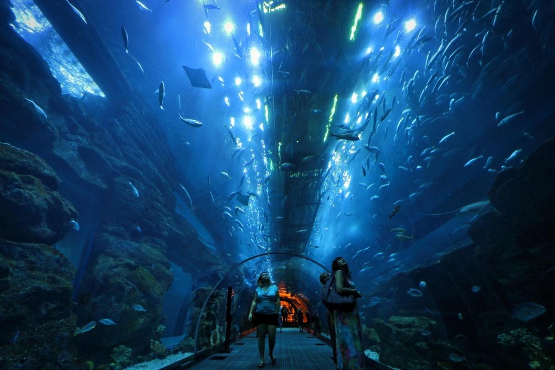 Dubai Aquarium & Underwater Zoo