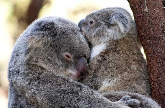 Currumbin Wildlife Sanctuary