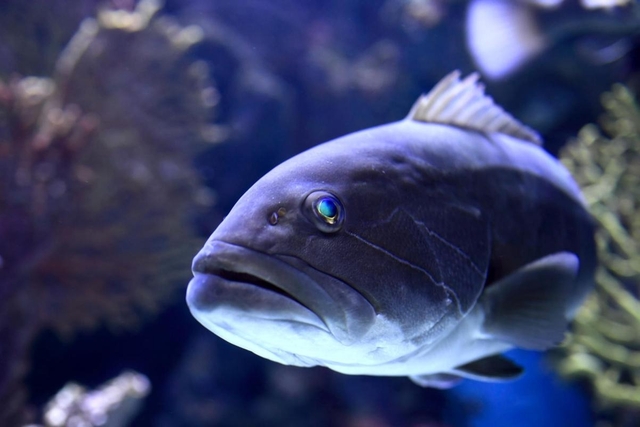 Antalya Aquarium