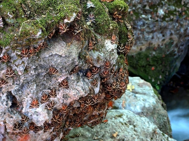 Valley of the Butterflies (Petaloudes)