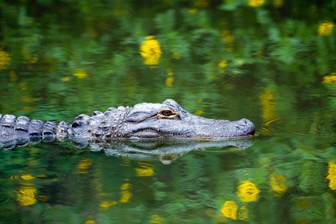 Everglades National Park