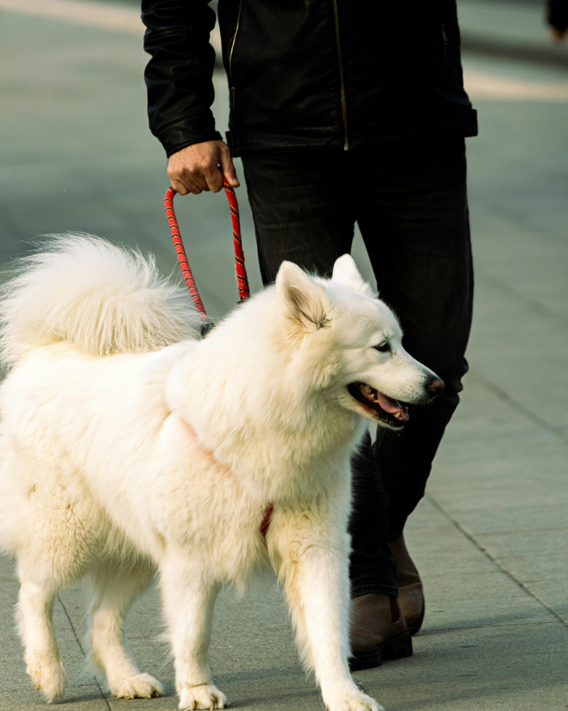 Pet care
