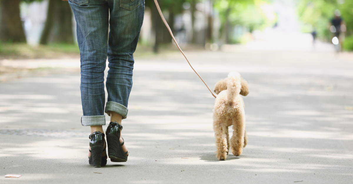 Dog Walking