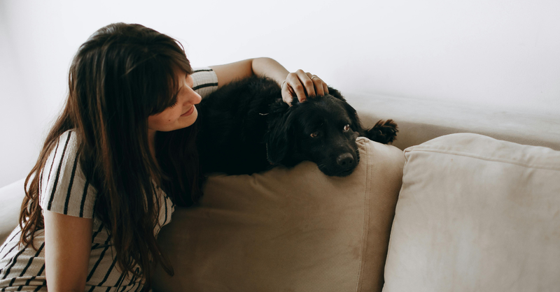Pet sitter χαϊδεύει έναν σκύλο στο σπίτι