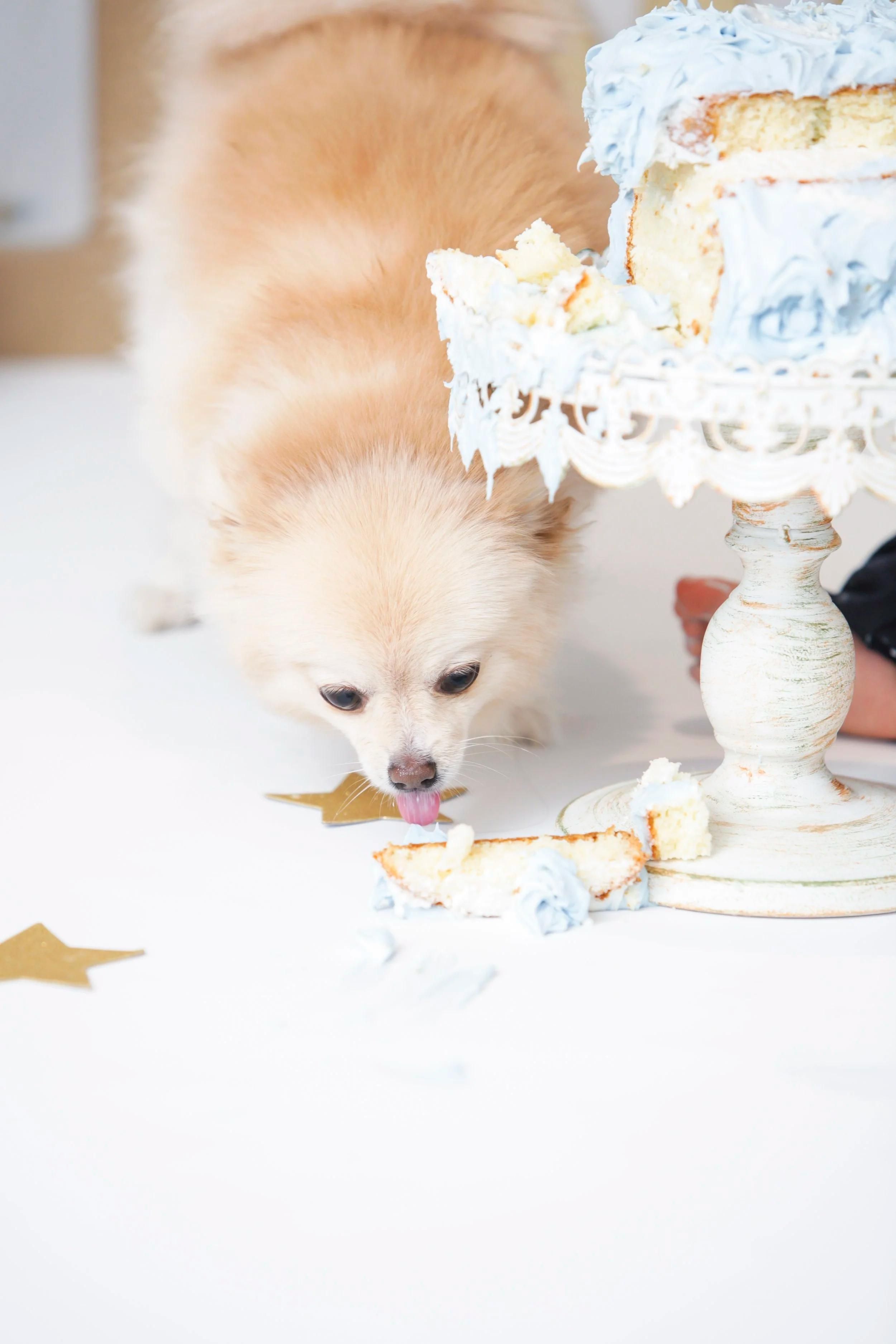 CAKE SMASH PHOTOGRAPHY​​​​‌﻿‍﻿​‍​‍‌‍﻿﻿‌﻿​‍‌‍‍‌‌‍‌﻿‌‍‍‌‌‍﻿‍​‍​‍​﻿‍‍​‍​‍‌﻿​﻿‌‍​‌‌‍﻿‍‌‍‍‌‌﻿‌​‌﻿‍‌​‍﻿‍‌‍‍‌‌‍﻿﻿​‍​‍​‍﻿​​‍​‍‌‍‍​‌﻿​‍‌‍‌‌‌‍‌‍​‍​‍​﻿‍‍​‍​‍​‍﻿﻿‌‍​‌‌‍‌​‌‍﻿‌‌‍‍‌‌‍﻿‍​‍﻿﻿‌‍‍‌‌‍﻿‍‌﻿‌​‌‍‌‌‌‍﻿‍‌﻿‌​​‍﻿﻿‌‍‌‌‌‍‌​‌‍‍‌‌﻿‌​​‍﻿﻿‌‍﻿‌‌‍﻿﻿‌‍‌​‌‍‌‌​﻿﻿‌‌﻿​​‌﻿​‍‌‍‌‌‌﻿​﻿‌‍‌‌‌‍﻿‍‌﻿‌​‌‍​‌‌﻿‌​‌‍‍‌‌‍﻿﻿‌‍﻿‍​﻿‍﻿‌‍‍‌‌‍‌​​﻿﻿‌‌‍‌﻿‌‍​‌‌‍﻿​‌‍﻿​‌‍‌‌‌﻿​‍‌﻿‍‌​‍﻿‌‌‍﻿‍‌﻿‍‌‌‍​﻿​‍﻿‌‌‍​﻿‌‍​‌‌‍‍﻿‌‍‌‌​‍﻿‌‌﻿​﻿‌‍﻿‌‌‍​‌‌﻿​﻿‌‍‍​​‍﻿‌‌﻿​​‌‍‍​‌‍﻿﻿‌﻿‌​‌‍﻿﻿‌‍‌﻿‌﻿​‍‌‍​‌‌﻿​​‌‍‍​‌‍‌‌‌﻿​‍​﻿‍﻿‌﻿‌​‌﻿‍‌‌﻿​​‌‍‌‌​﻿﻿‌‌‍‌﻿‌‍​‌‌‍﻿​‌‍﻿​‌‍‌‌‌﻿​‍‌﻿‍‌​﻿‍﻿‌﻿​​‌‍​‌‌﻿‌​‌‍‍​​﻿﻿‌‌‍‍​‌‍‌‌‌﻿​‍‌‍﻿﻿‌‌‌​‌‍‍‌‌﻿‌​‌‍﻿​‌‍‌‌​﻿﻿﻿‌‍​‍‌‍​‌‌﻿​﻿‌‍‌‌‌‌‌‌‌﻿​‍‌‍﻿​​﻿﻿‌​‍‌‌​﻿​‍‌​‌‍‌‍​‌‌‍‌​‌‍﻿‌‌‍‍‌‌‍﻿‍​‍‌‍‌‍‍‌‌‍‌​​﻿﻿‌‌‍‌﻿‌‍​‌‌‍﻿​‌‍﻿​‌‍‌‌‌﻿​‍‌﻿‍‌​‍﻿‌‌‍﻿‍‌﻿‍‌‌‍​﻿​‍﻿‌‌‍​﻿‌‍​‌‌‍‍﻿‌‍‌‌​‍﻿‌‌﻿​﻿‌‍﻿‌‌‍​‌‌﻿​﻿‌‍‍​​‍﻿‌‌﻿​​‌‍‍​‌‍﻿﻿‌﻿‌​‌‍﻿﻿‌‍‌﻿‌﻿​‍‌‍​‌‌﻿​​‌‍‍​‌‍‌‌‌﻿​‍​‍‌‍‌﻿‌​‌﻿‍‌‌﻿​​‌‍‌‌​﻿﻿‌‌‍‌﻿‌‍​‌‌‍﻿​‌‍﻿​‌‍‌‌‌﻿​‍‌﻿‍‌​‍‌‍‌﻿​​‌‍​‌‌﻿‌​‌‍‍​​﻿﻿‌‌‍‍​‌‍‌‌‌﻿​‍‌‍﻿﻿‌‌‌​‌‍‍‌‌﻿‌​‌‍﻿​‌‍‌‌​‍‌‍‌﻿​​‌‍‌‌‌﻿​‍‌﻿​﻿‌﻿​​‌‍‌‌‌‍​﻿‌﻿‌​‌‍‍‌‌﻿‌‍‌‍‌‌​﻿﻿‌‌﻿​​‌﻿‌‌‌‍​‍‌‍﻿​‌‍‍‌‌﻿​﻿‌‍‍​‌‍‌‌‌‍‌​​‍​‍‌﻿﻿‌ image 70
