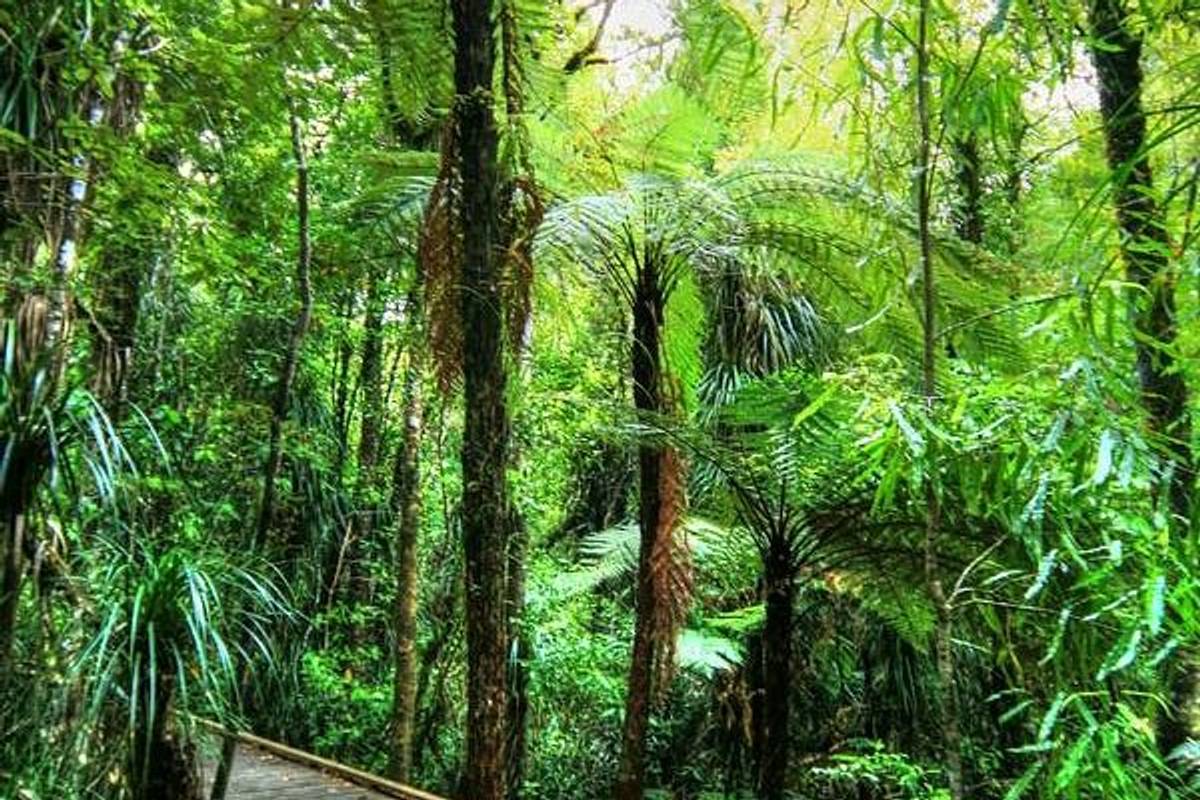 Tane Mahuta Walk
