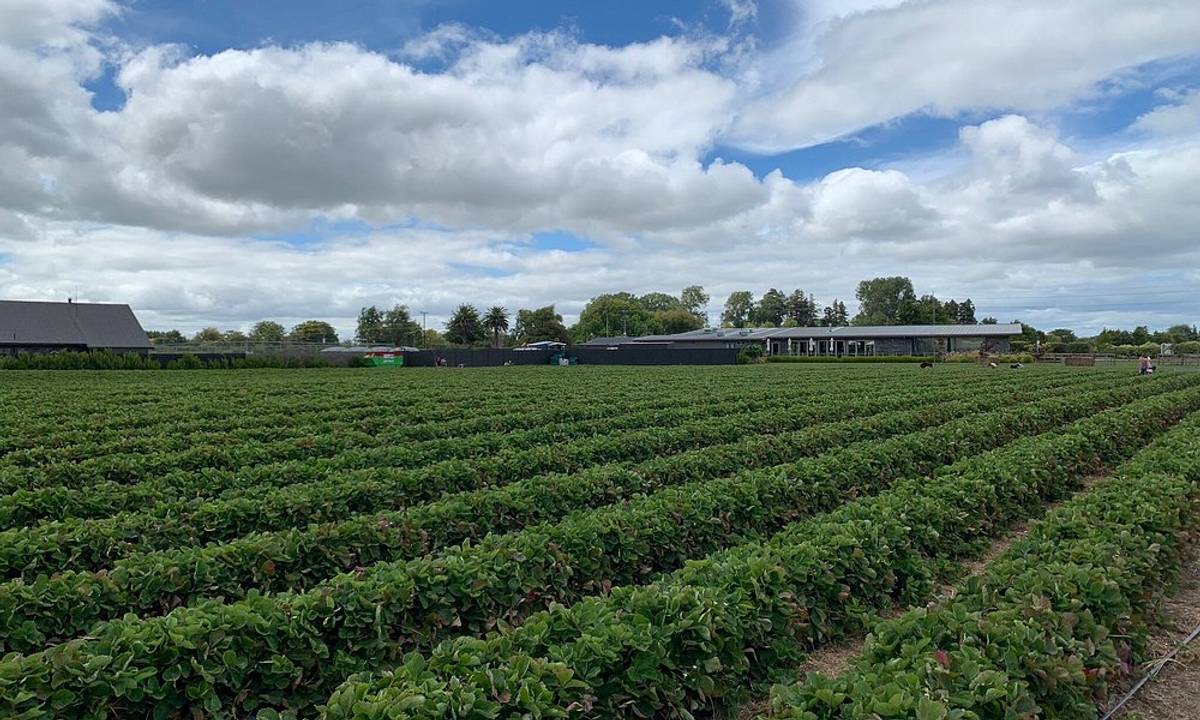 Ruakura Berry Farm