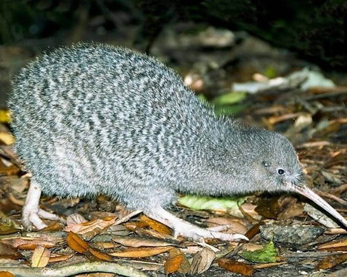 Kapiti Coast Nature & Wildlife Tours
