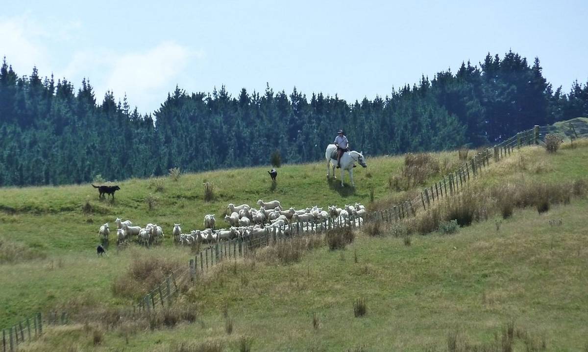 Station Life In Rural New Zealand
