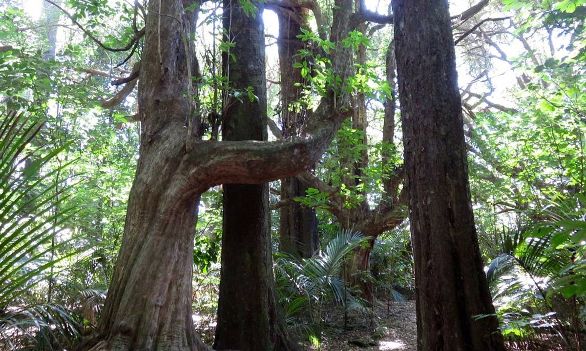 Gray's Bush Scenic Reserve Walks