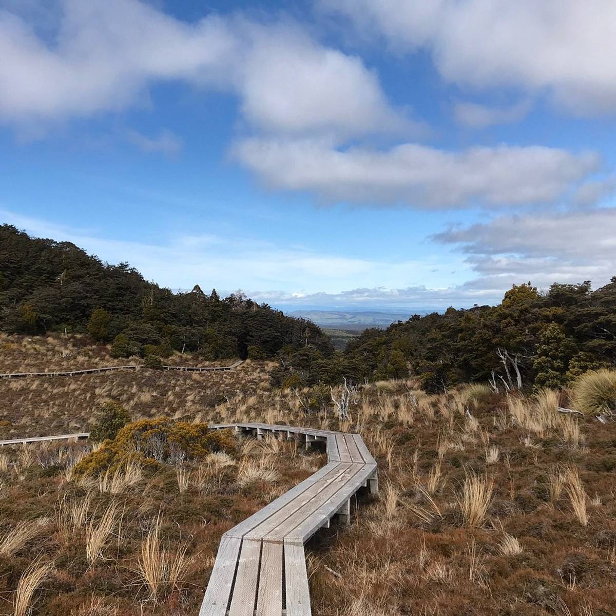 Waitonga Falls Track