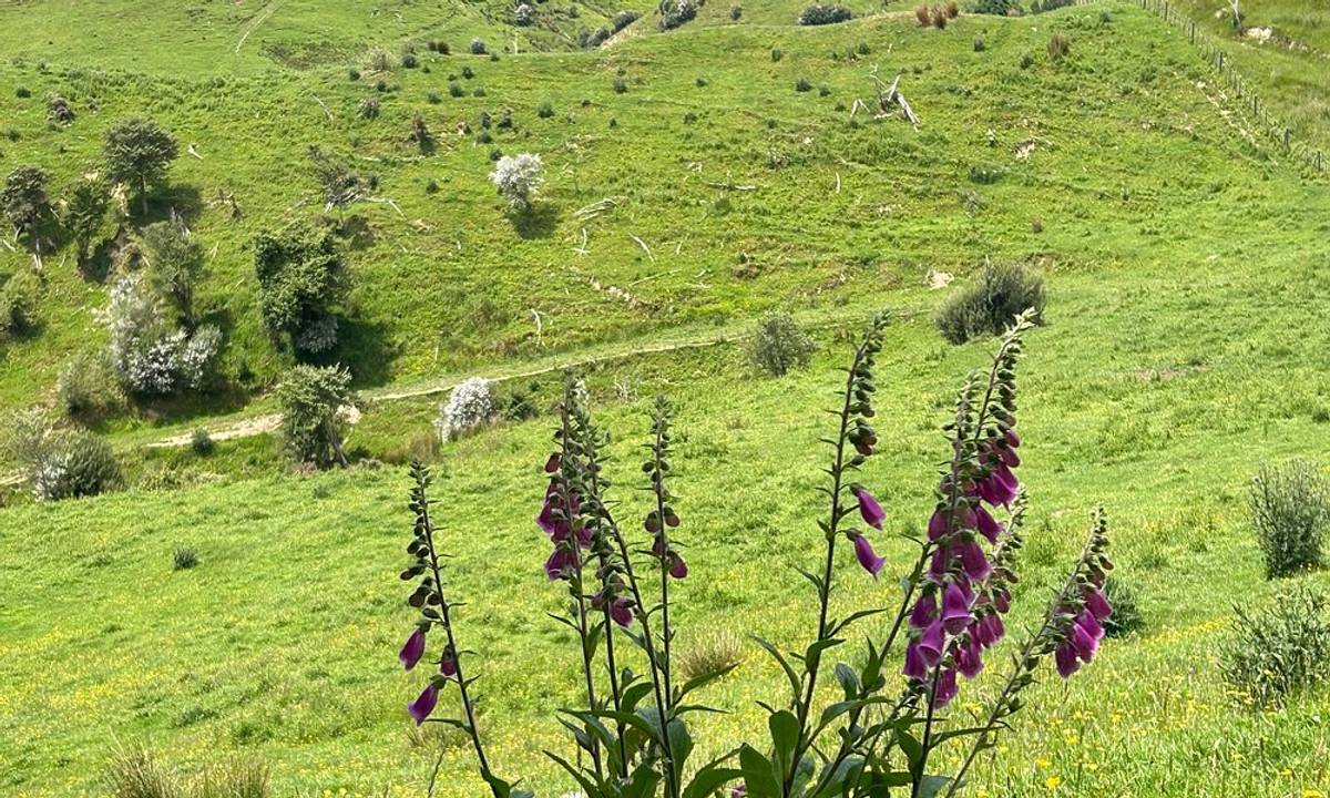 Rangiwahia Scenic Reserve
