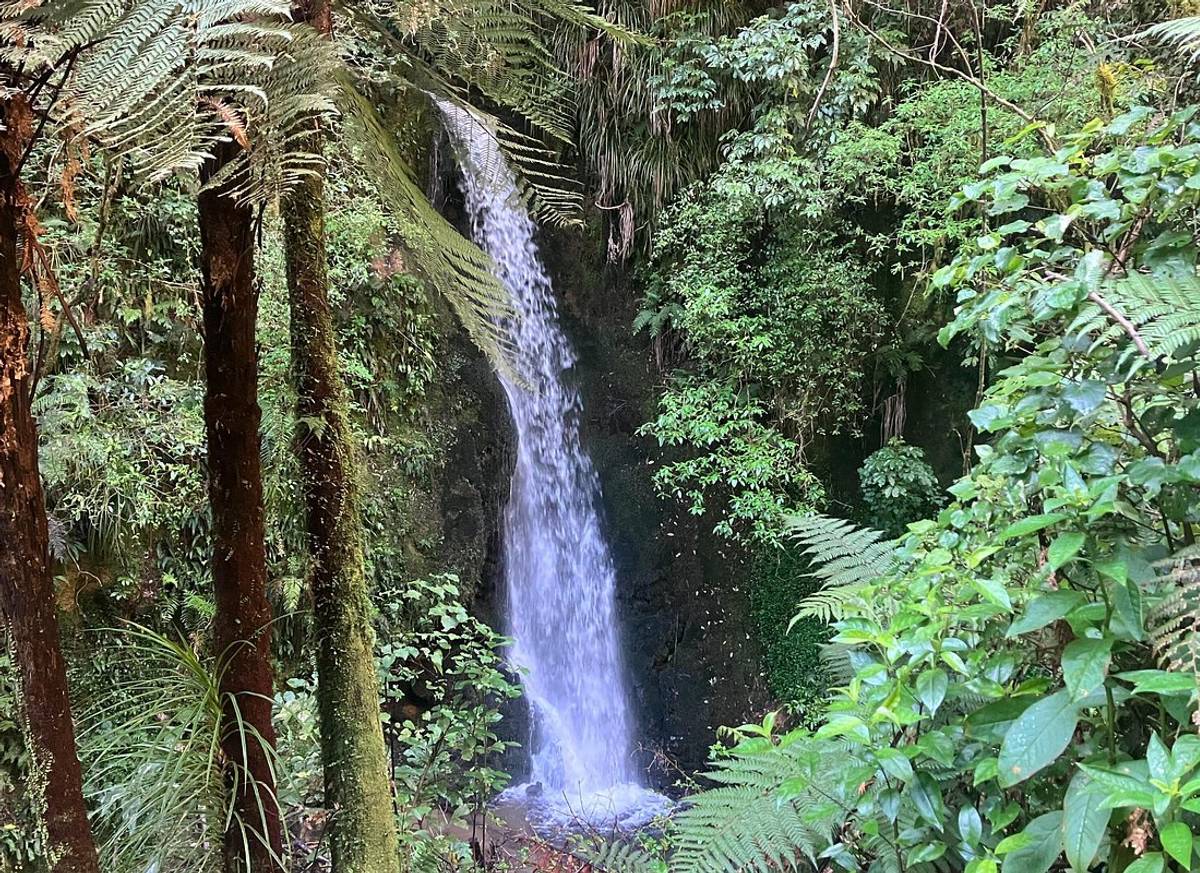 Scenic Short Hike Tour - Papamoa Hills and McLaren Falls