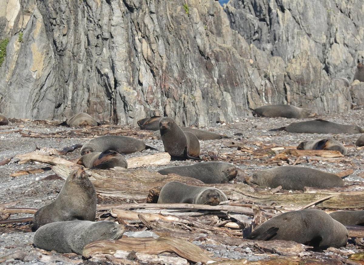 Seal Coast Safari - Exclusive access to Wellington's secret coast