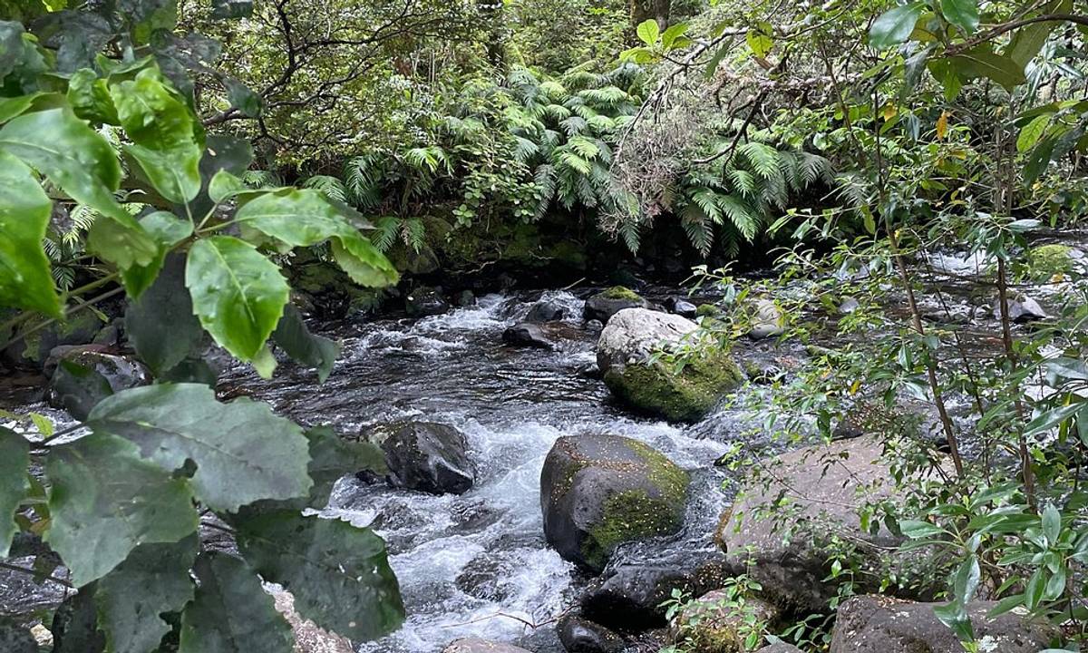 Mangawhero Forest Walk and Rimu Walk