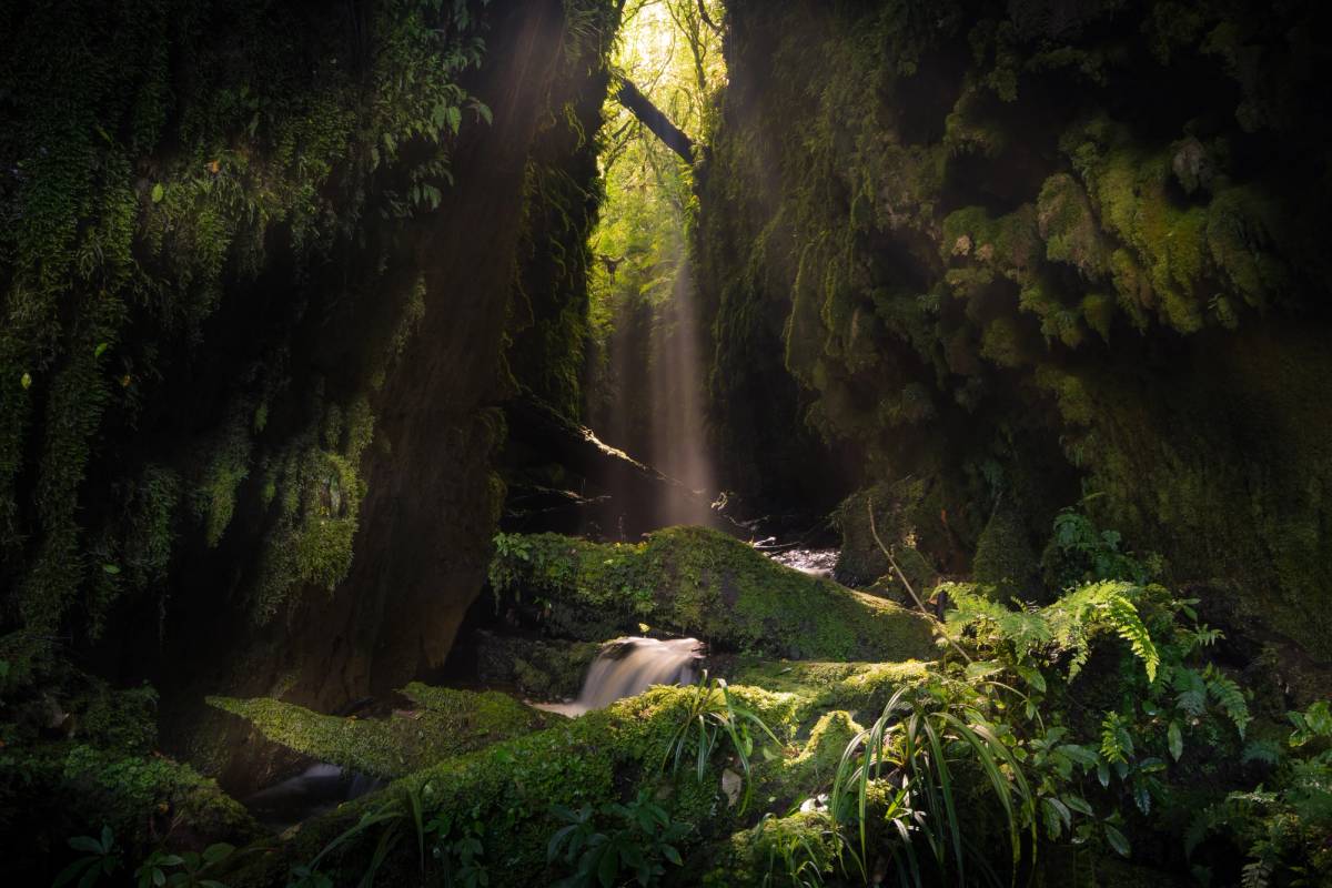 Get 15% off experiences in [Region] with Viator