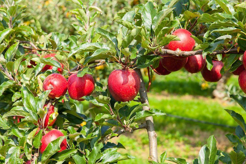 apple trees loaded with apples in an orchard in summer