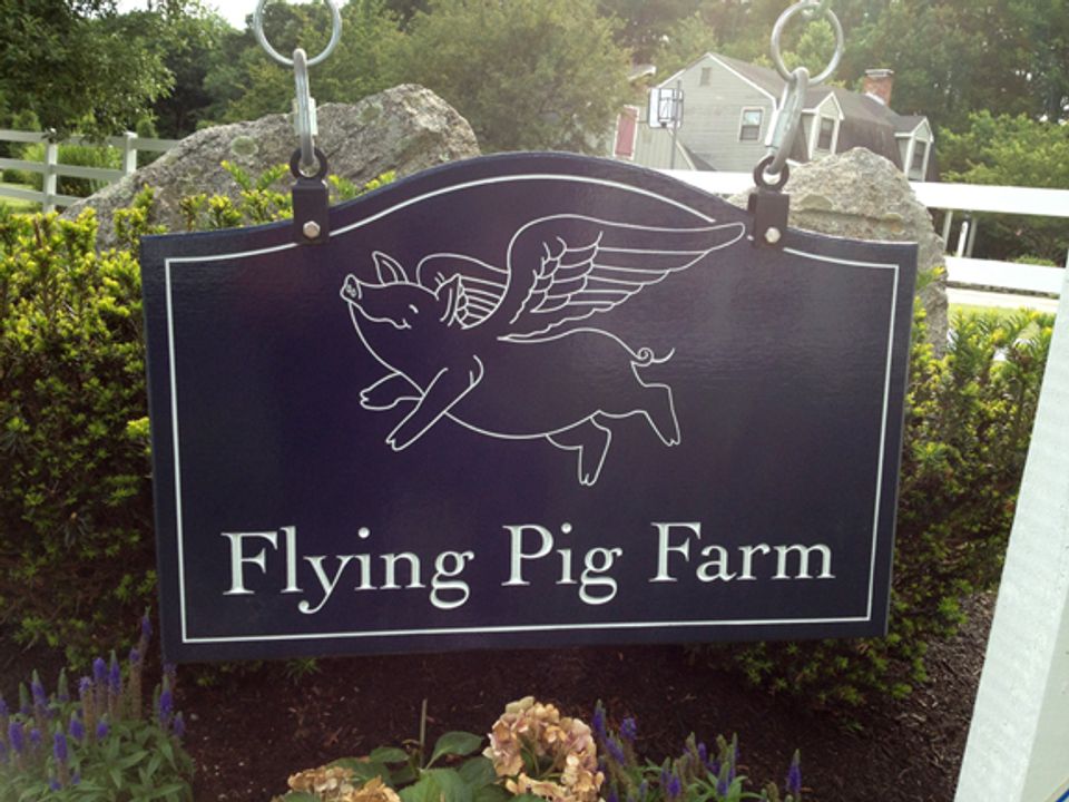 flying pig 2