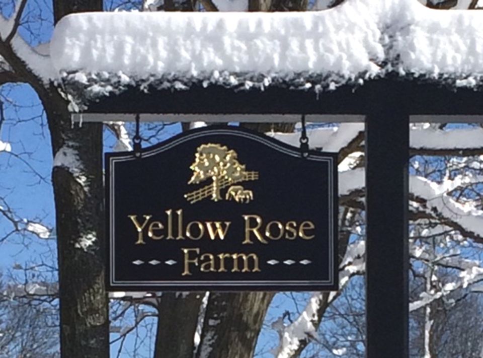 yellow rose 2
