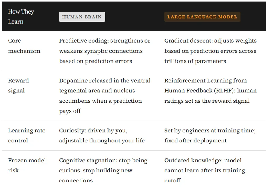 How the human brain and LLMs learn