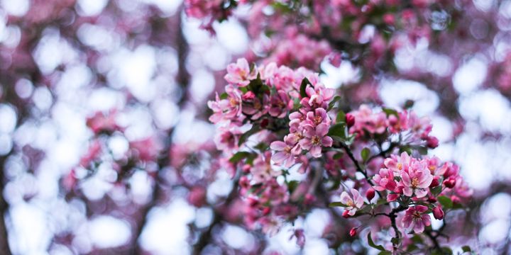 His People Will Gather with Us