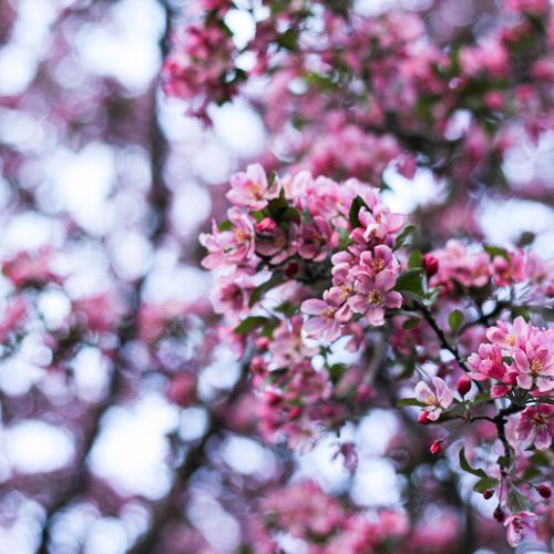 His People Will Gather with Us