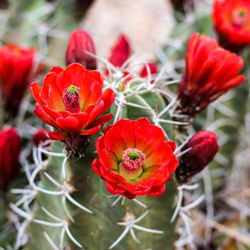 Redemption Is a New Nature