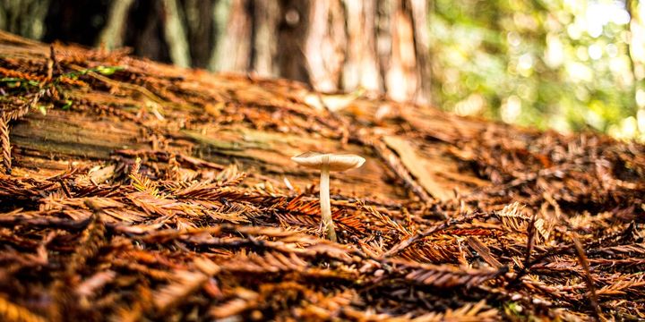 Suffering with Christ Is Denying Ourselves