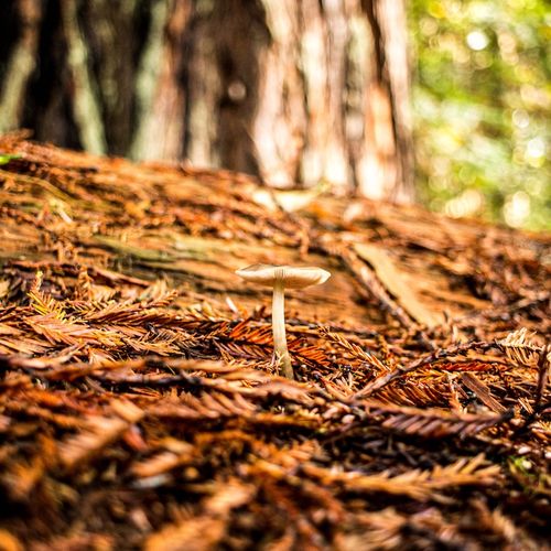 Suffering with Christ Is Denying Ourselves