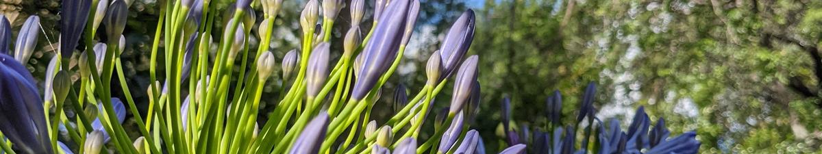 Purple flower taken in the afternoon sun