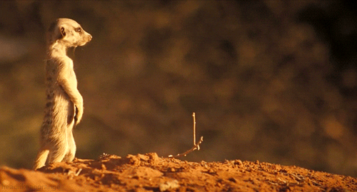 Animated mongoose looking around