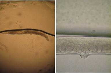 Biol 303, Genetics