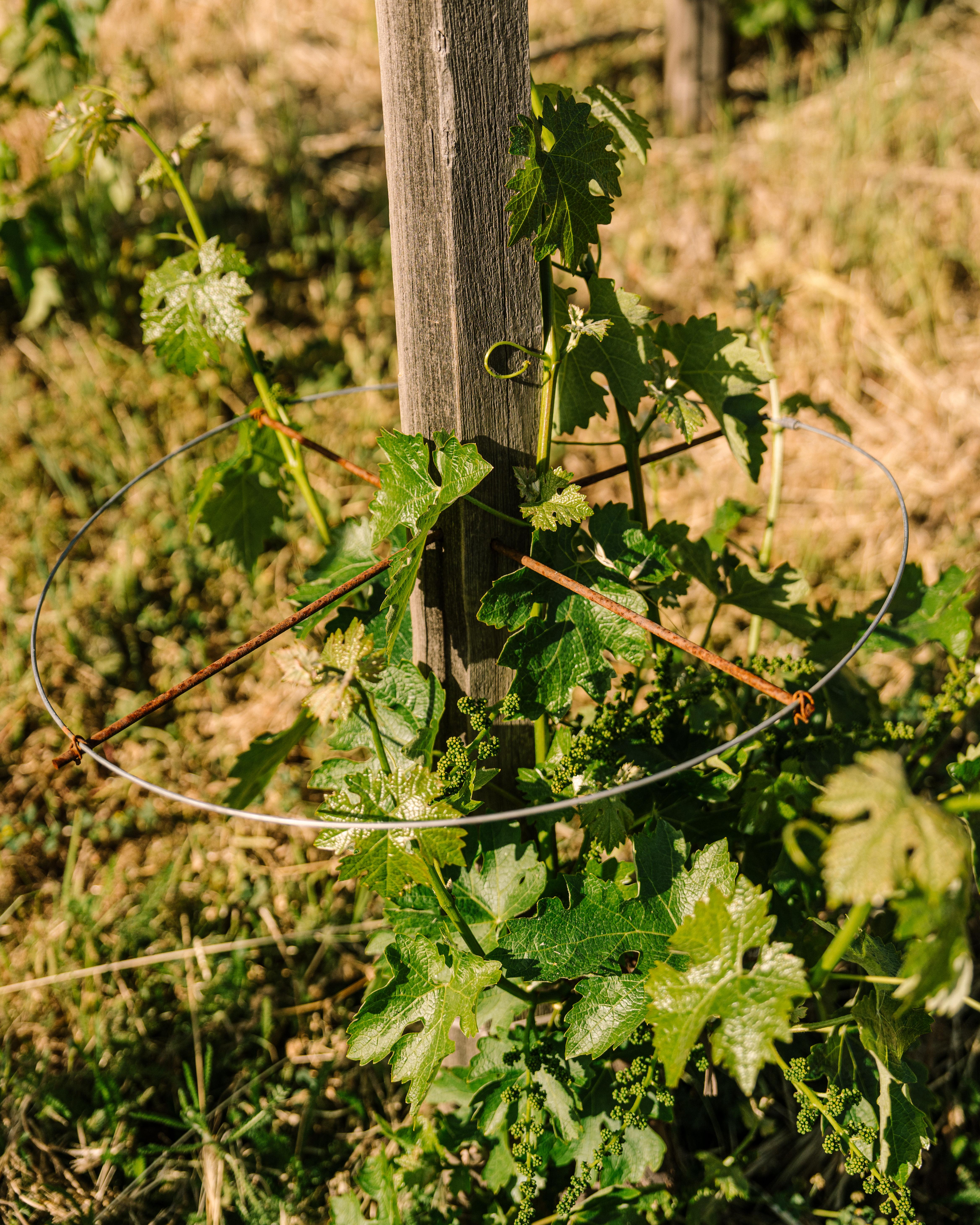 Close up image of mascot young vines.