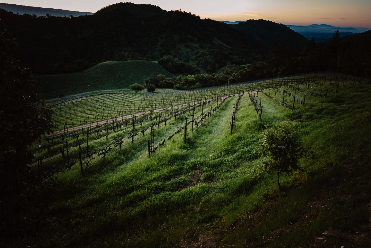 Young vines at Promontory. Oakville, CA.