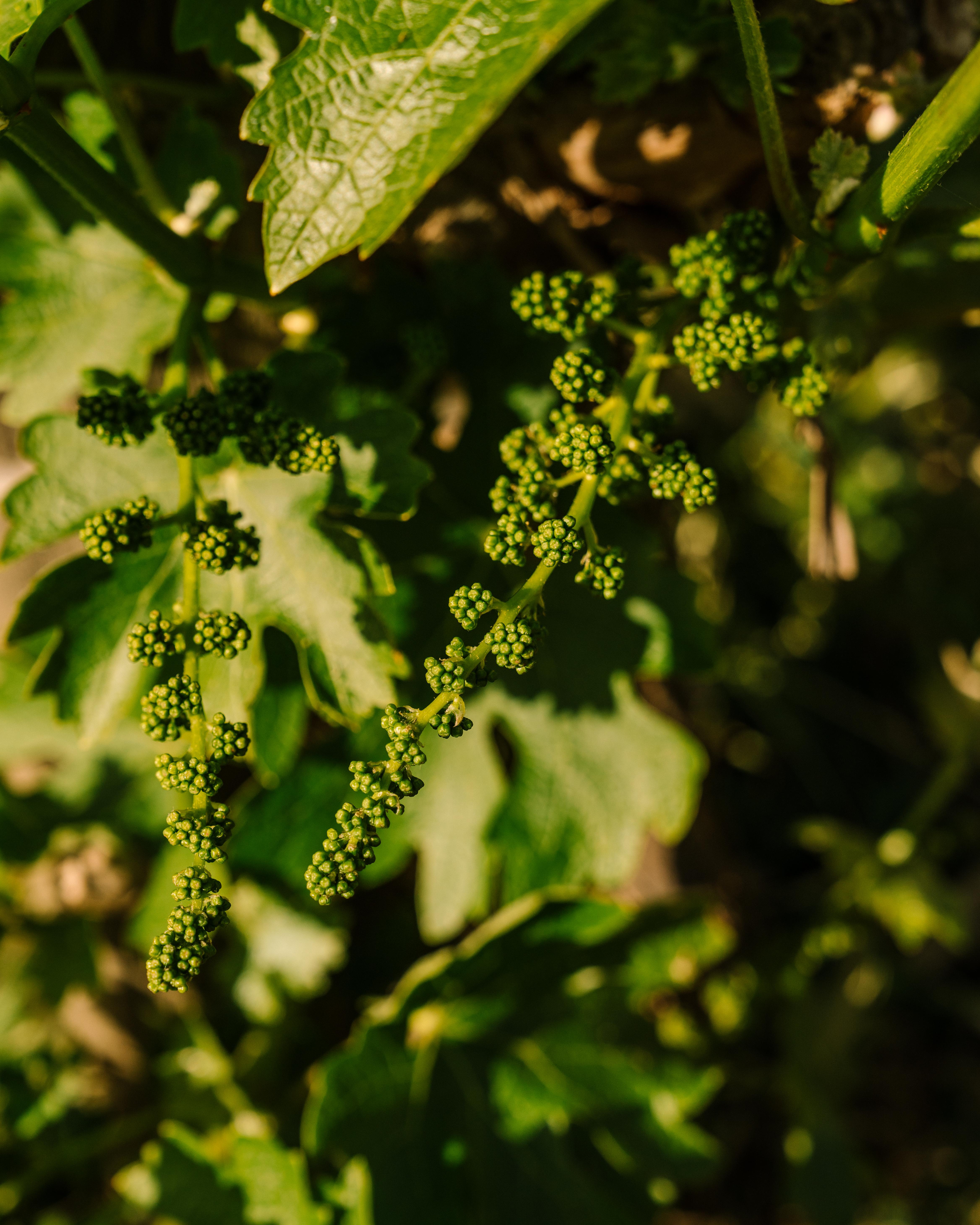 Close up of budding young vines.