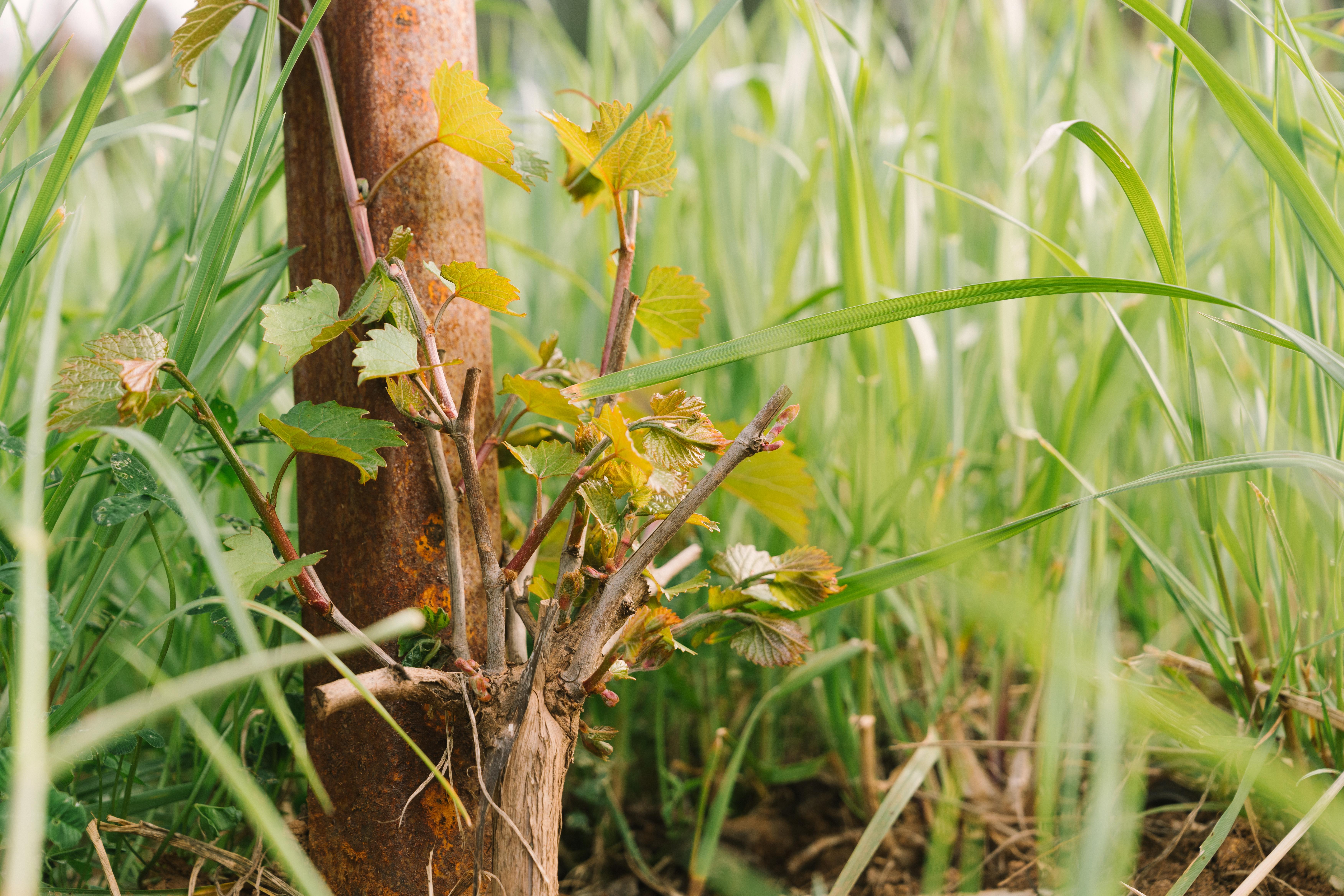 Close up image of young vines.