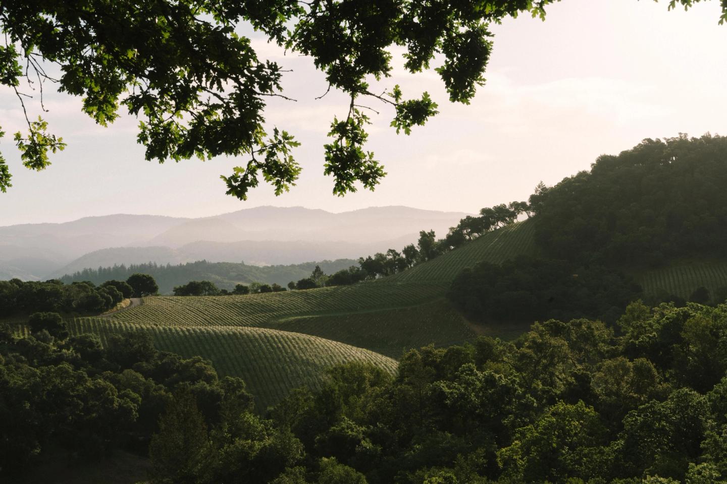 Mary Maher goes into depth about the birth of young vines.