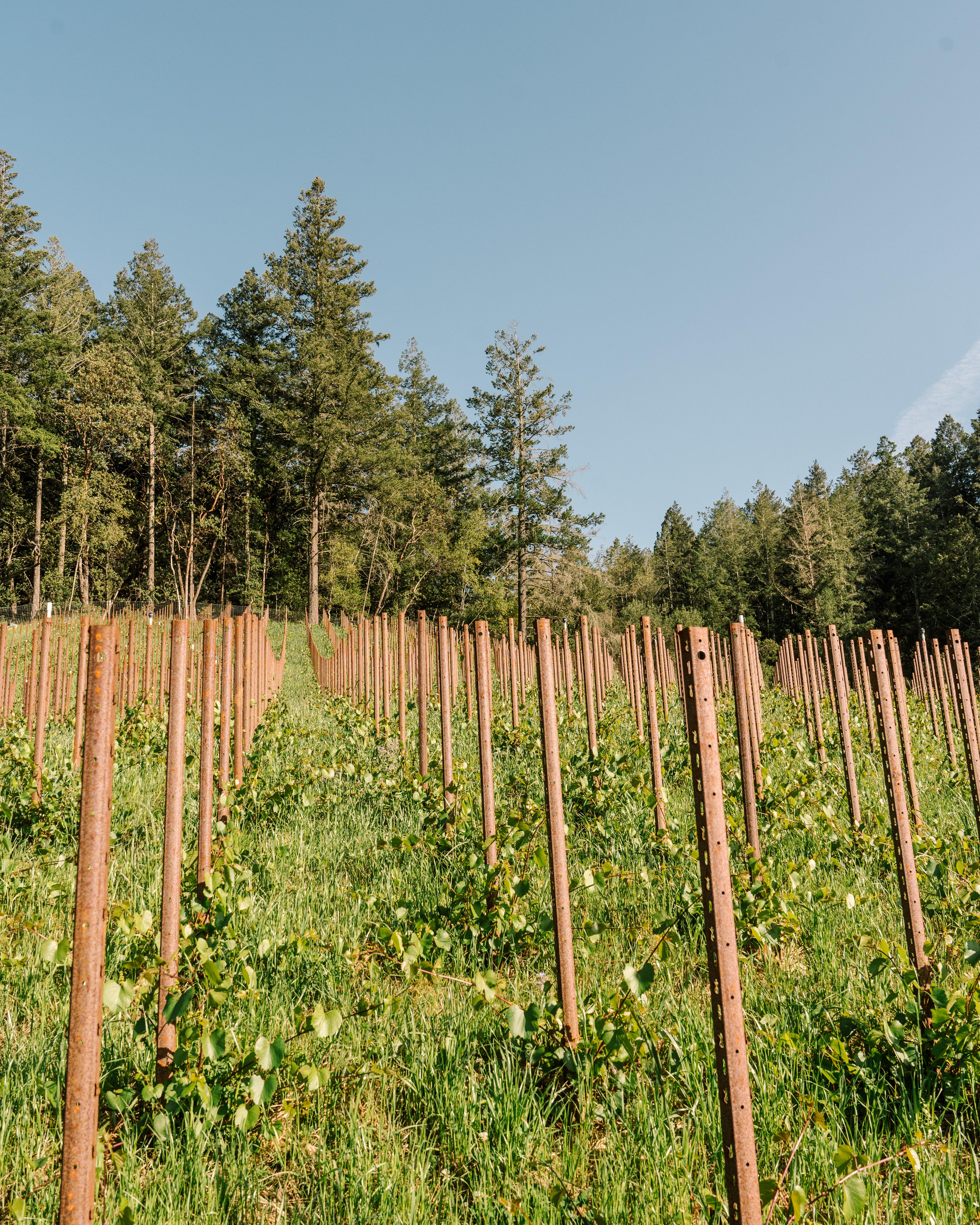 Mascot young vines in Oakville.