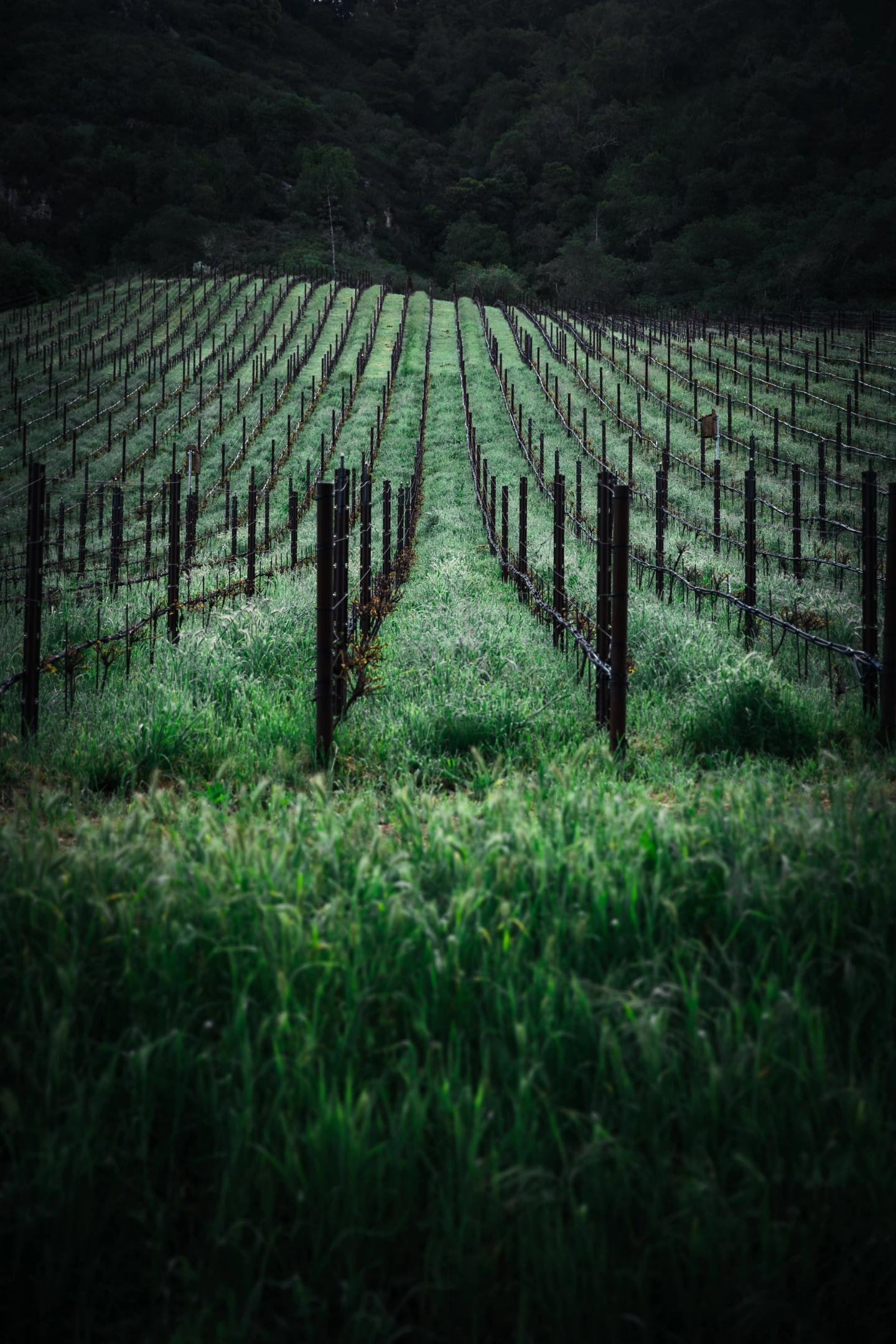 Promontory vineyard