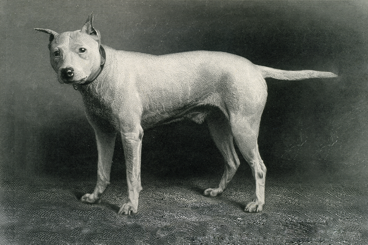 Historical engraving of Prince.