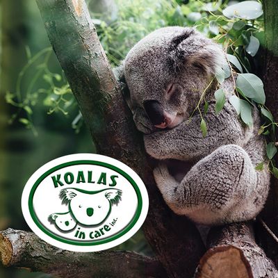 Koalas In Care