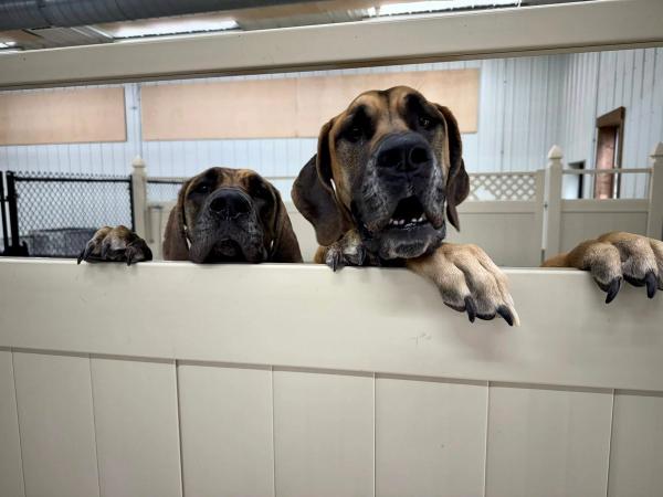 Dog Boarding