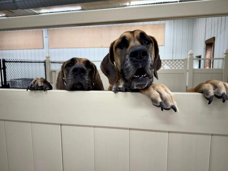 kingdom-canine-gallery-8