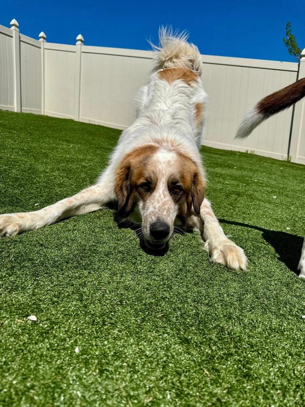 kingdom-canine-daycare